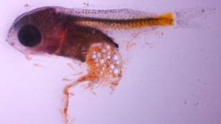 micro plastic