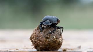dung beetle