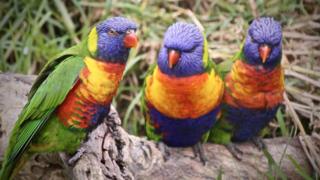 Three lorikeets (generic)