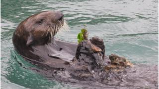 Sea otters use rocks to crack open shellfish