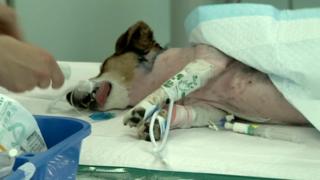 Dog on operating table