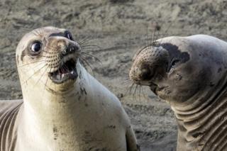 Seals. Photo: George Cathcart