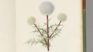 An echinops