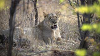 Aslan