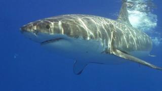 A great white shark