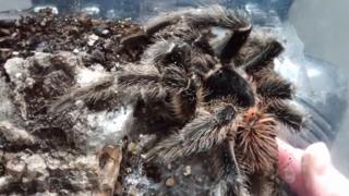 The dead tarantula
