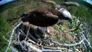Osprey Odin and in the background mate EJ