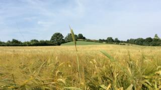 Corn field near Bath