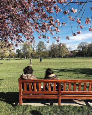 Blossom in the Meadows