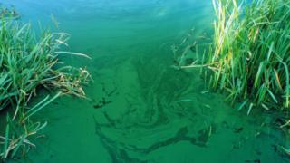 Cyanobacteria