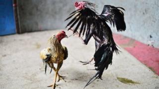 Cockfighting in Thailand, 1 Nov 2015