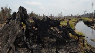 Lahan gambut di Pelalawan, Riau, Juni 2013