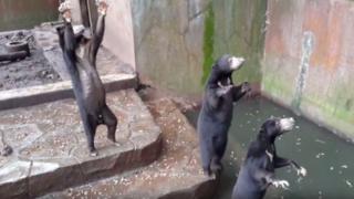 Screenshot of a video taken in July 2016 showing the sun bears in Bandung zoo