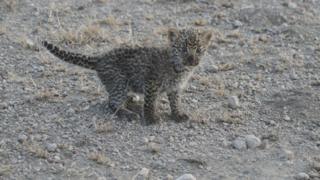 Маленький леопард приседает с вытянутым хвостом