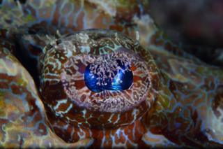 Eye of a crocodilefish seen off Mabul Island, Sabah, Malaysia