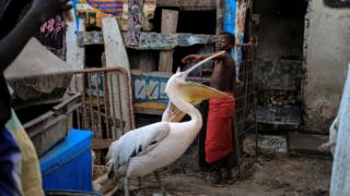 A boy plays with pelicans in Yoff, commune of Dakar, Senegal March 14, 2018.
