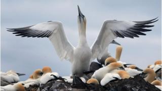 Gannet