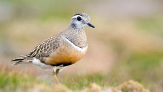 Dotterel