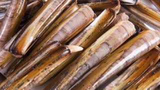 razor clams
