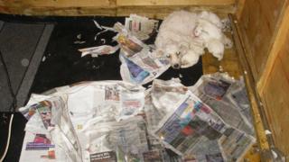 A rescued dog