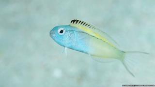 Fang Blenny