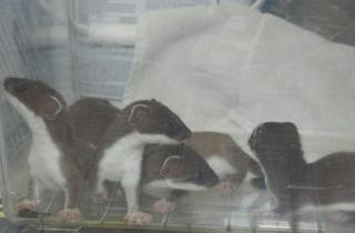 Young stoats
