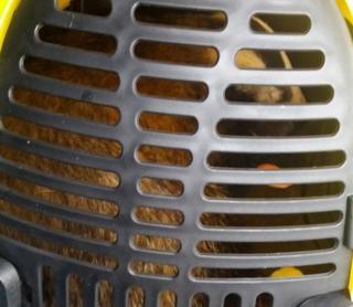 Badger trapped in a cage