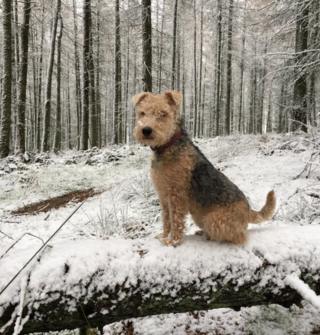 Lakeland Terrier Marnie enjoys the snow near Glamis along with owner Richard Hales