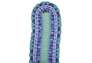 Ebola virus - David S Goodsell, RCSB Protein Data Bank