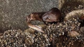 Otter and fish