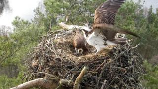 Ospreys in nest
