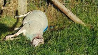 Slain sheep