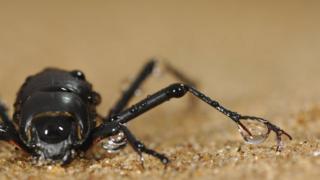 beetle