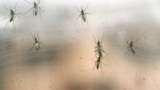 Bikekwa ko umubu Aedes aegypti ariwo ukwirakwiza fievre jaune.