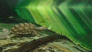 Platychelys oberndorferi