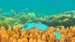 Fish on a coral reef