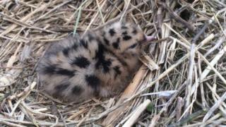 Gull chick