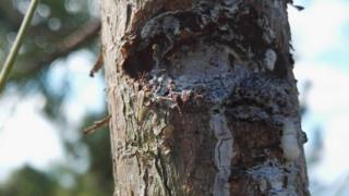 West Cliff Green pine