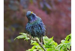 Iridescent Starling - Hazel Byatt / www.igpoty.com
