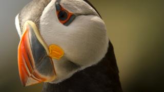 Puffin on Skellig Michael