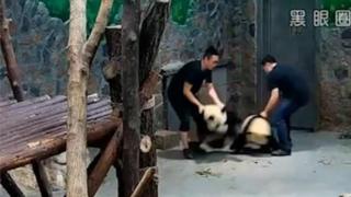 監視カメラの映像には、パンダの赤ちゃん2頭が乱暴に持ち上げられ振り回されている様子が映っていた