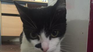 Meow the cat