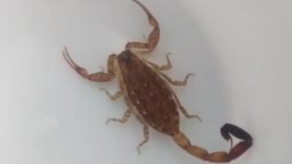 Venomous scorpion found in washing after Mexico holiday - BBC News