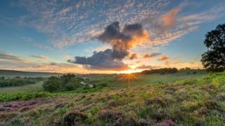 Rockford Common, The New Forest