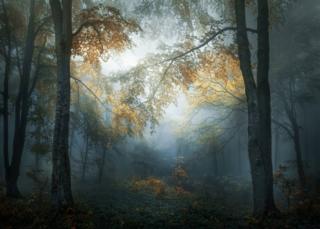 Early Autumn trees