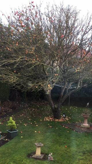 Apple tree