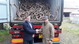 Red deer antlers