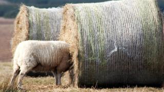 Sheep in hay bale
