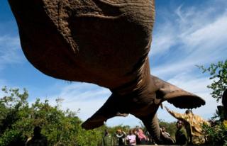Kenya Wildlife Service lift a tranquillized elephant bull into an truck at the Lamuria, Nyeri county, on February 21, 2018 during the transfer of elephants from Solio, Sangare and Lewa to northern part of Tsavo East National Park in Ithumba.