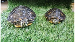 Terrapins
